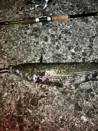 ボラの釣果