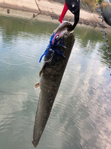 ナマズの釣果