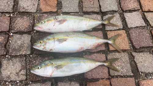 ヤズの釣果