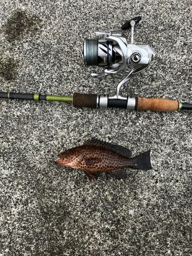 オオモンハタの釣果