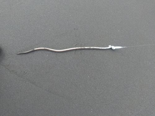 ダイナンウミヘビの釣果
