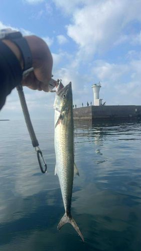サゴシの釣果