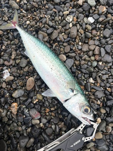 サバの釣果