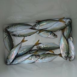 アジ