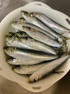 マイワシの釣果