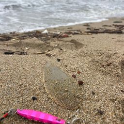 シタビラメ