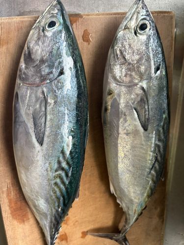 スマカツオの釣果