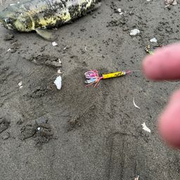 サケ