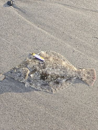 ソゲの釣果