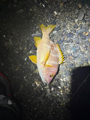 シブダイの釣果