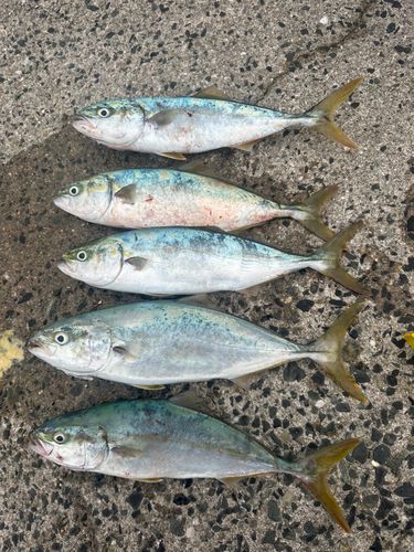 ハマチの釣果