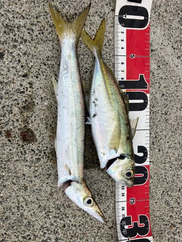 カマスの釣果