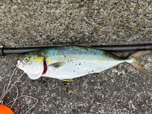 ブリの釣果