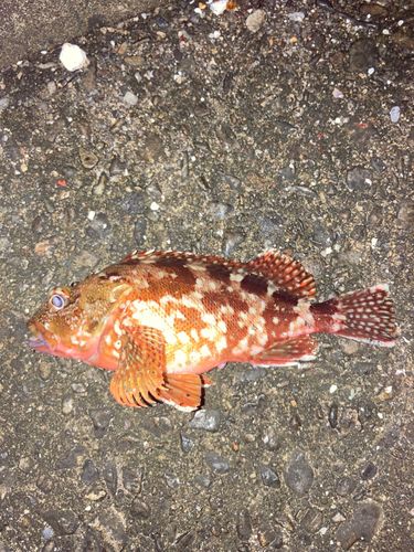 カサゴの釣果