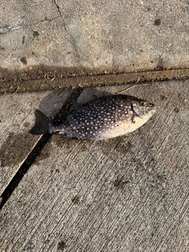 釣果