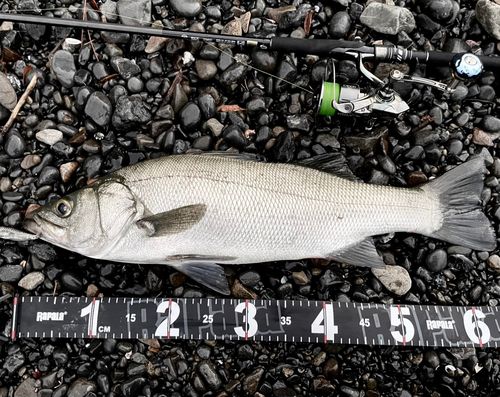 ヒラスズキの釣果