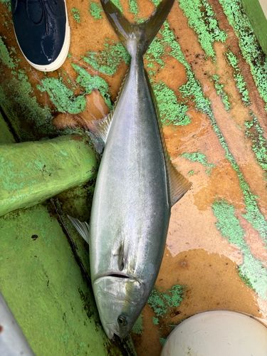 イナダの釣果