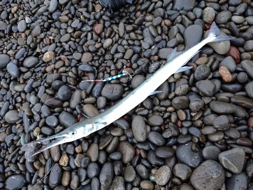 ダツの釣果