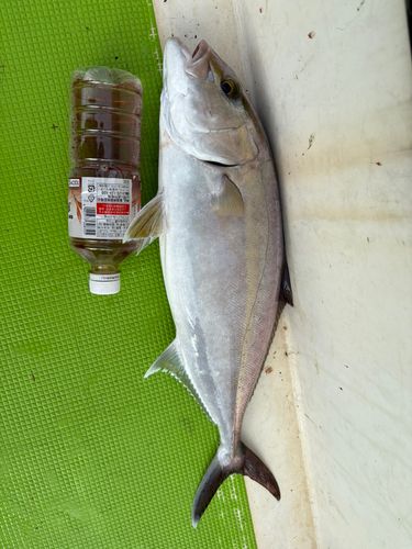 カンパチの釣果