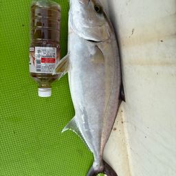 カンパチ