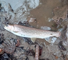 アメマスの釣果