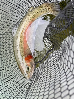 ニジマスの釣果