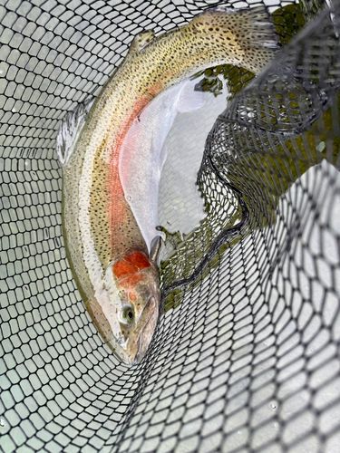 ベリーパーク in FISH ON! 鹿留