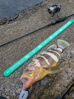 アオハタの釣果
