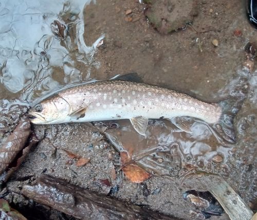 アメマスの釣果