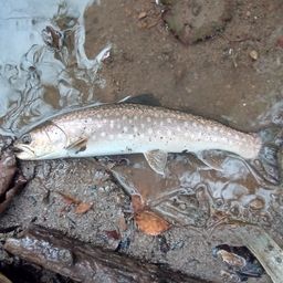 アメマス