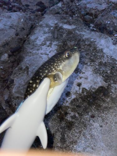 クサフグの釣果