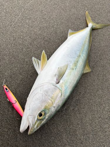 イナダの釣果