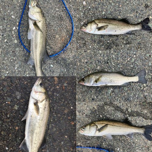 スズキの釣果
