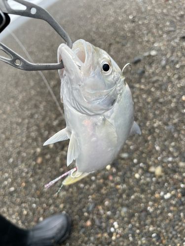 ロウニンアジの釣果