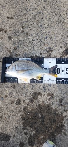 キビレの釣果