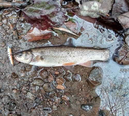 エゾウグイの釣果