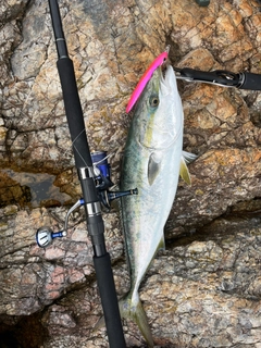 ヤズの釣果