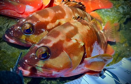 アカハタの釣果