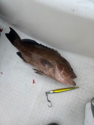 オオモンハタの釣果