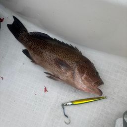 オオモンハタ