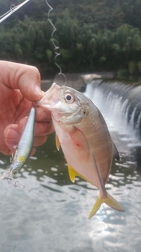 メッキの釣果