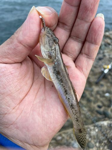 ハゼの釣果