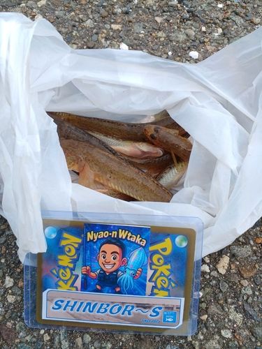 ハゼの釣果
