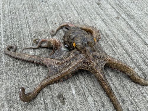 マダコの釣果