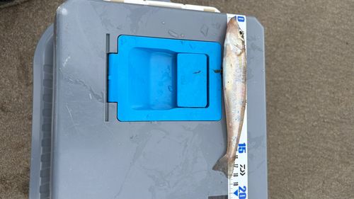 キスの釣果