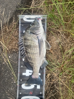 チヌの釣果
