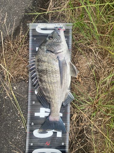チヌの釣果