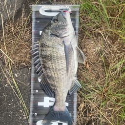 チヌ