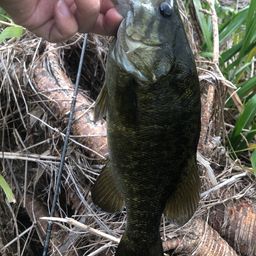 スモールマウスバス