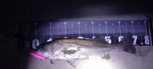 スズキの釣果